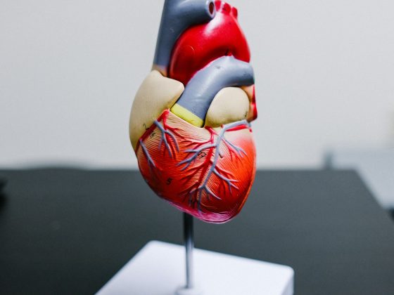 Il Grasso che Avvolge il Cuore — E il Tumore al Seno che Nessuno Ti Dice