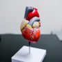 Il Grasso che Avvolge il Cuore — E il Tumore al Seno che Nessuno Ti Dice