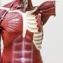 Il Grasso che Infiltra i Muscoli — Il Segreto della Sarco-Obesità e il Tumore al Seno