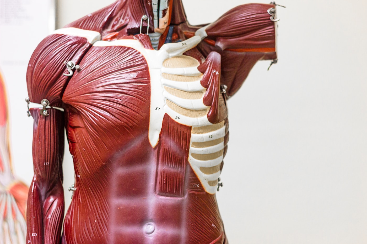 Il Grasso che Infiltra i Muscoli — Il Segreto della Sarco-Obesità e il Tumore al Seno