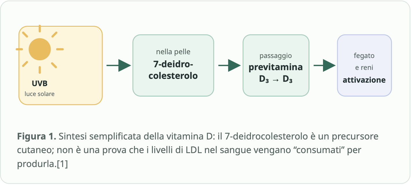 Sintesi della vitamina D: UVB, 7-deidrocolesterolo cutaneo, previtamina D3 e attivazione attraverso fegato e reni. Il colesterolo LDL nel sangue non viene direttamente consumato per produrla.